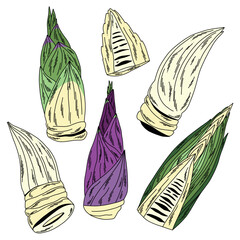 Set of raw bamboo shoots for food in doodle style, white flesh green and purple leaves with cut