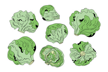 Large collection of colorful green head of white cabbage for design and decoration
