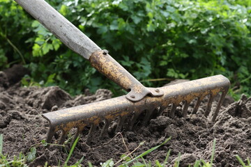 Loosening the soil, removing weeds and planting winter garlic cloves in open ground in a garden bed...