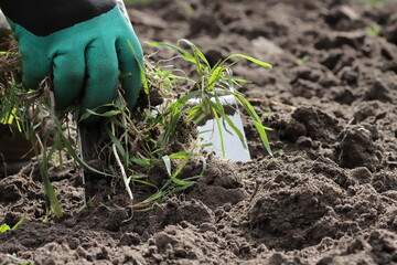 Loosening the soil, removing weeds and planting winter garlic cloves in open ground in a garden bed...