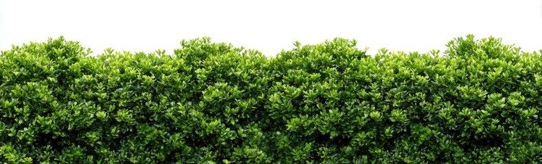 Obraz premium Dense foliage border against white background