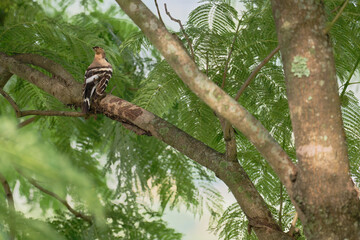 common hoopoe on the branch © Bhutan Japan Nature