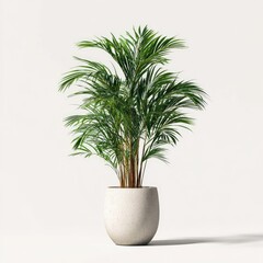 Palm tree in light gray pot against white backdrop