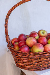 Basket Full of Fresh Red Apples Harvested from Orchard in Autumn Season