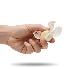A fresh garlic clove, partially peeled to reveal its pristine interior, is delicately held in a human hand against a clean, crisp white background, highlighting its culinary essence and natural purity