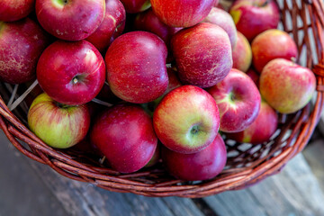 Basket Full of Fresh Red Apples Harvested from Orchard in Autumn Season