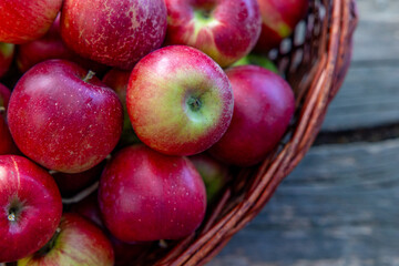 Basket Full of Fresh Red Apples Harvested from Orchard in Autumn Season