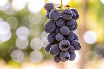 Close-up of a Ripe Black Grape Hanging on the Vine in a Sunny Vineyard, Fresh Organic Fruit for Wine Production.