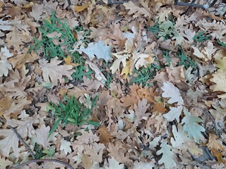 autumn leaves background