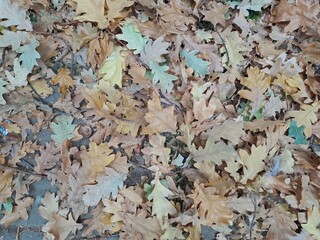 autumn leaves background
