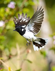 Black and white bird in flight