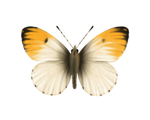 Orange Tip Butterfly Anthocharis Cardamines Realistic Illustration Isolated – Detailed Entomology Clipart for Nature, Floral and Botanical Designs
