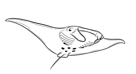 Obraz premium Elegant Manta Ray Illustration on White Background for Design Purposes