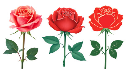 Vibrant Red and Coral Rose Illustrations Set: Realistic Detailed Blooms and Stylized Outline on transparent  Background
