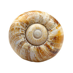 Spiral Sea Snail Shell Ocean Isolated Photo