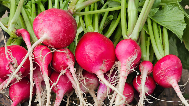 Cosecha de rabanitos de la huerta.