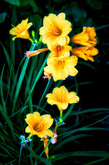 Several yellow daylilies bloomed in a flower bed, beautiful flowers with delicate yellow petals, a beautiful garden still life