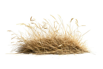 Obraz premium Golden wheat grass cluster isolated on transparent background