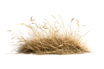 Golden wheat grass cluster isolated on transparent background