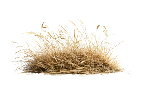 Golden wheat grass cluster isolated on transparent background