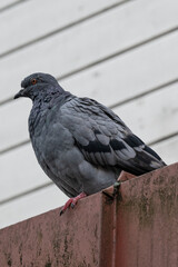 pigeon on a fence