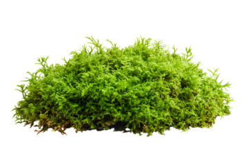 Lush green moss plant isolated on transparent background