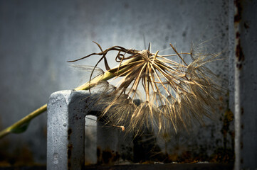 A plucked dandelion lies on the metal surface of the gate, photographed in close-up, still life with a dandelion
