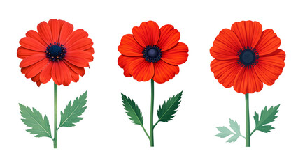 Vivid Red Poppy Flowers with Green Leaves and Stems Against a Dark Background