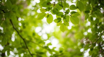 Sunlit canopy displaying vibrant leaves against a bokeh background