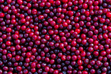 Fresh red cherries piled high showcasing the bounty of summer harvest. Glossy cherries arranged in abundance at a local market. Juicy cherry symbolizing the sweetness and richness of life, closeup
