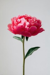 Obraz premium Coral Peony Blossom - A Study in Floral Elegance and Delicate Beauty.