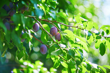 Ripe blue plums on a branch on a sunny summer day. Organic gardening concept