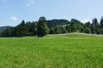 Weidelandschaft im Allgäu im Westallgäu