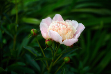A beautiful light pink peony grew among the greenery in a flowerbed, a beautiful flower, a garden still life