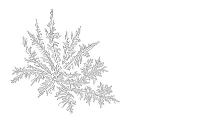 Fototapeta premium Graphic Thistle Illustration: Line Art for Botanical Projects and Designs