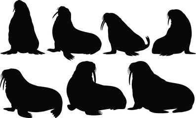 Collection of walrus animal silhouettes, arctic wildlife vector set, marine mammal illustrations, flat black walrus graphic isolated on white © Creative _design