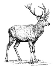 Black and white drawing of a stag