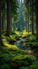 Obraz premium Lush forest stream flowing through mossy woodland