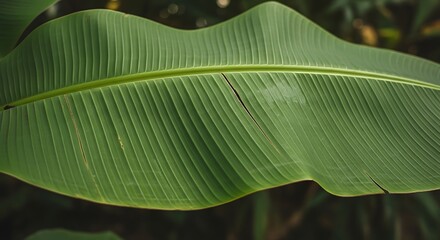 Vibrant tropical flora displaying the unique veins of a banana leaf