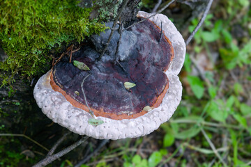 Tinder fungus on an old stump in the forest