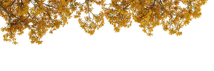 Yellow autumn tree branch isolated on white