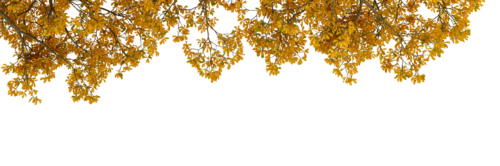 Yellow autumn tree branch isolated on white