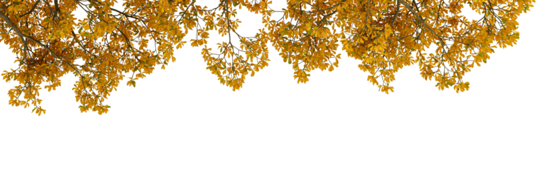 Yellow autumn tree branch isolated on white