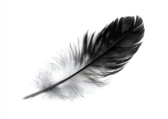 Black and white feather on white background