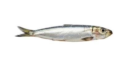 A single fresh sardine fish isolated on a white background.