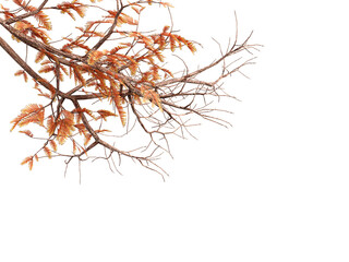 autumn leaves isolated on white