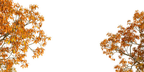 autumn leaves background
