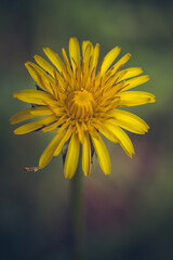 Yellow dandelion in the garden