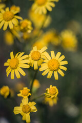 yellow flowers