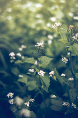 flowers in the garden 